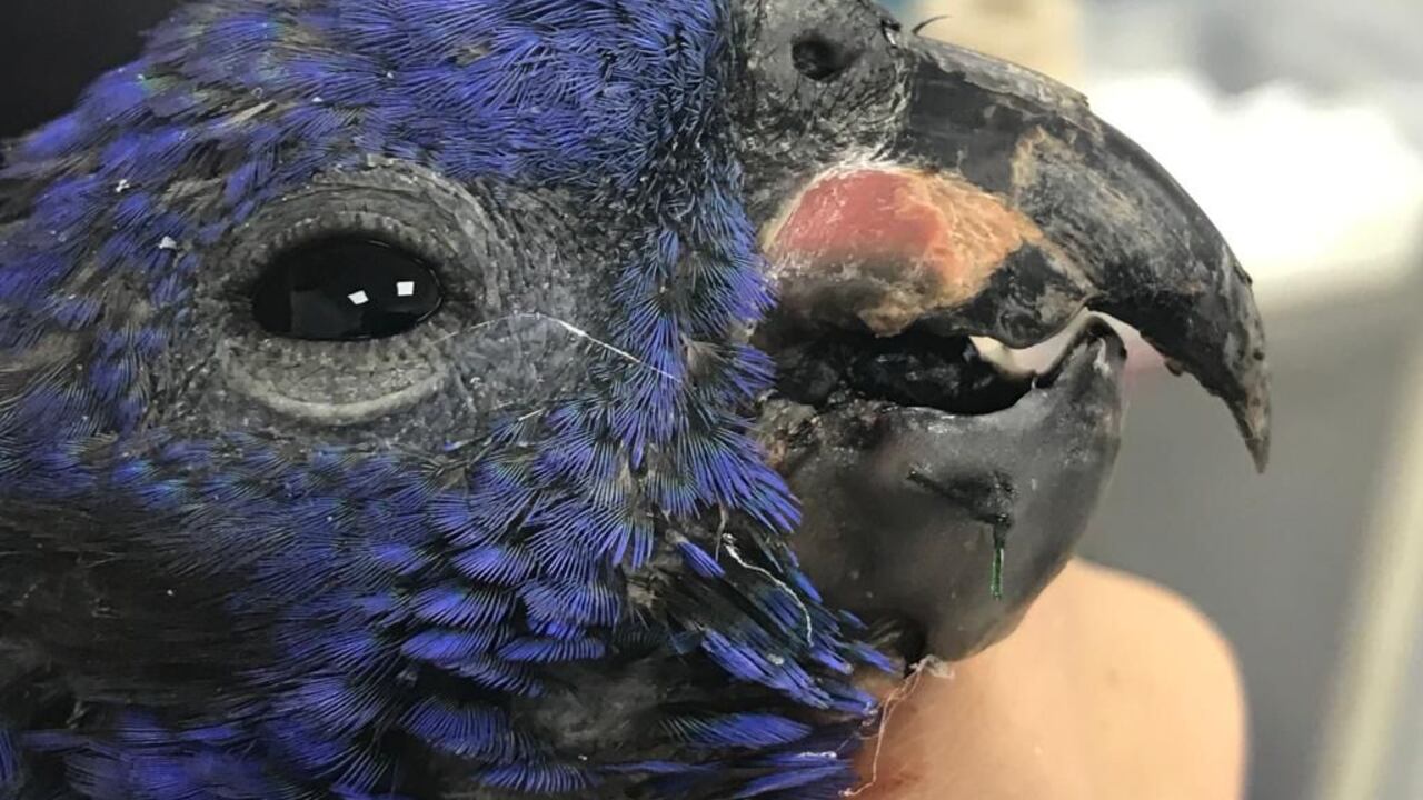 El loro sufrió dos fracturas en el pico.