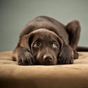 Top 10 de los perros más miedosos.