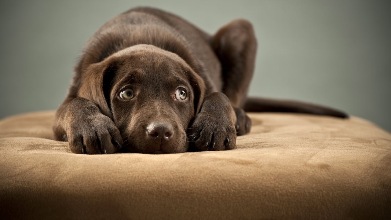Top 10 de los perros más miedosos.