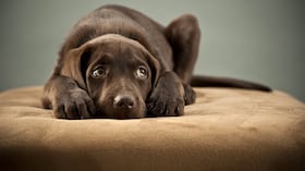Top 10 de los perros más miedosos.