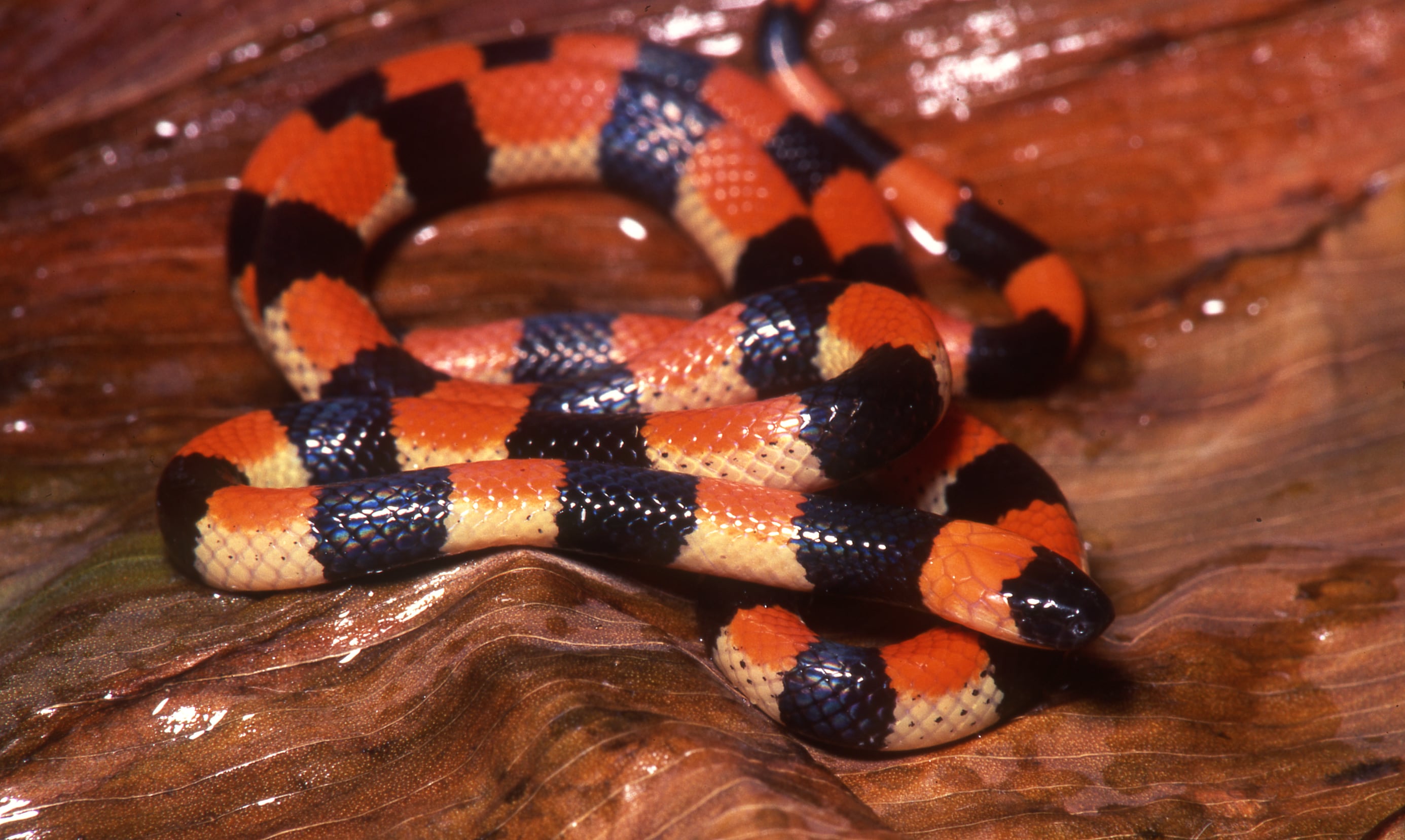 Cuando Manuel Renjifo descrubrió la serpiente coral en Córdoba le dio el nombre de su hija: Micrurus camilae.