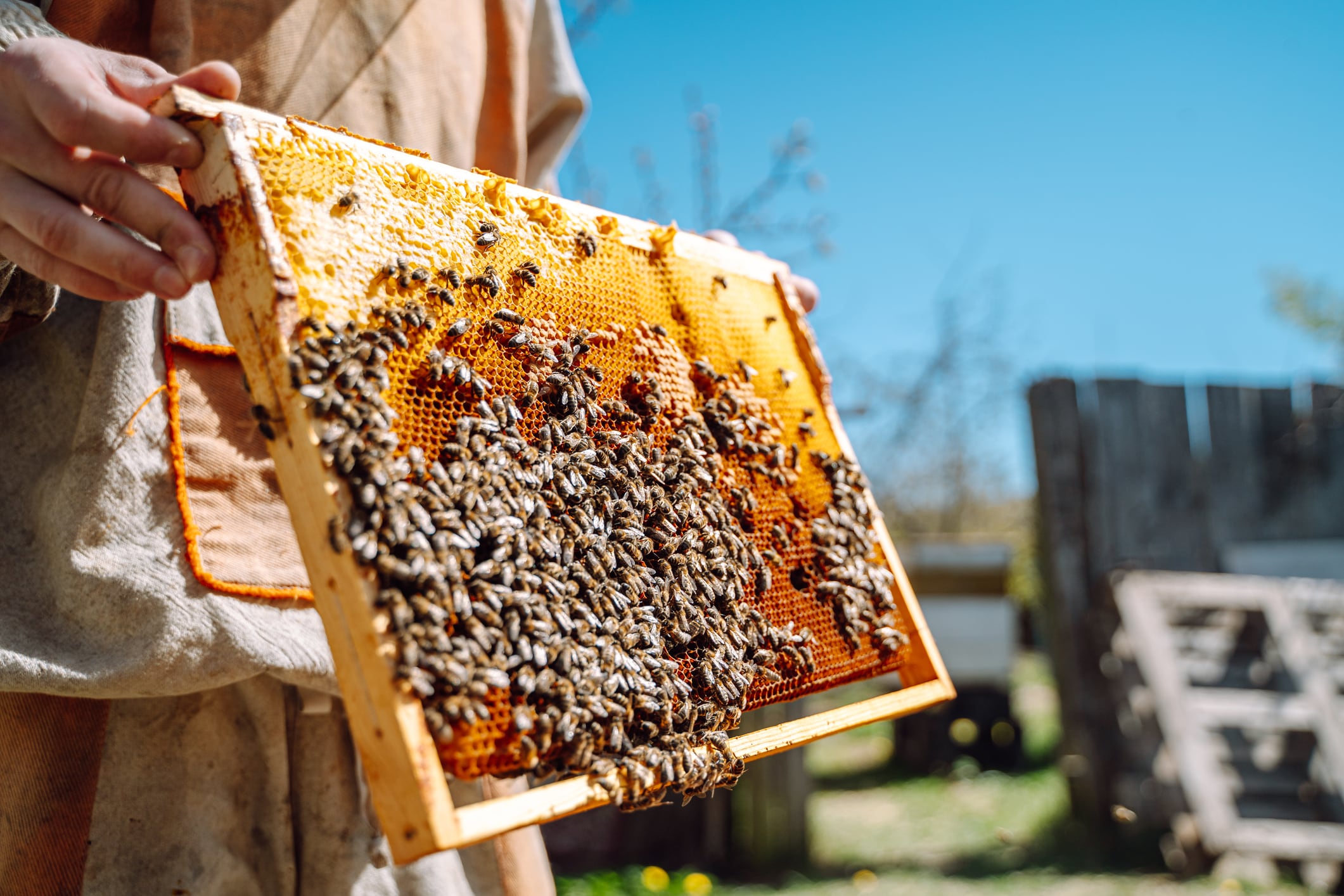La cera de abejas apareció entre los materiales usados para proteger un antiguo barco romano.