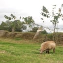 El nombre de este municipio en Cundinamarca significa 'alfarería del Zipa'