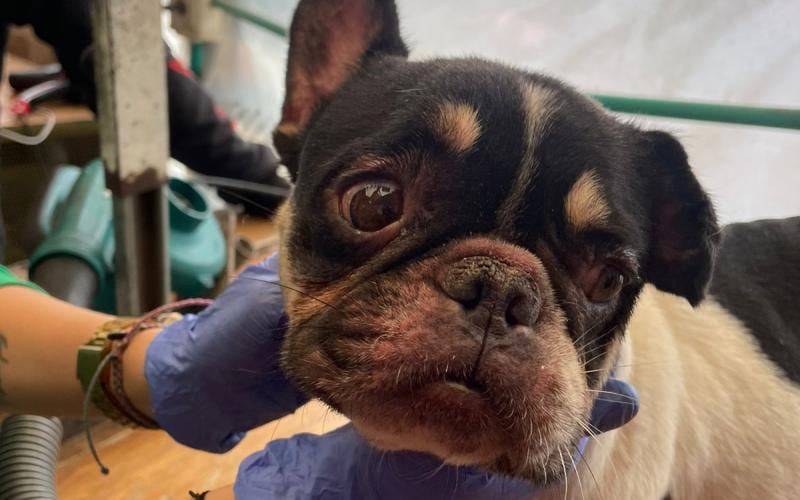 Los caninos vivían en deplorables condiciones, rodeados de heces y orina,
sin comederos ni beberos disponibles, y eran sobreexplotados