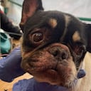 Los caninos vivían en deplorables condiciones, rodeados de heces y orina,
sin comederos ni beberos disponibles, y eran sobreexplotados