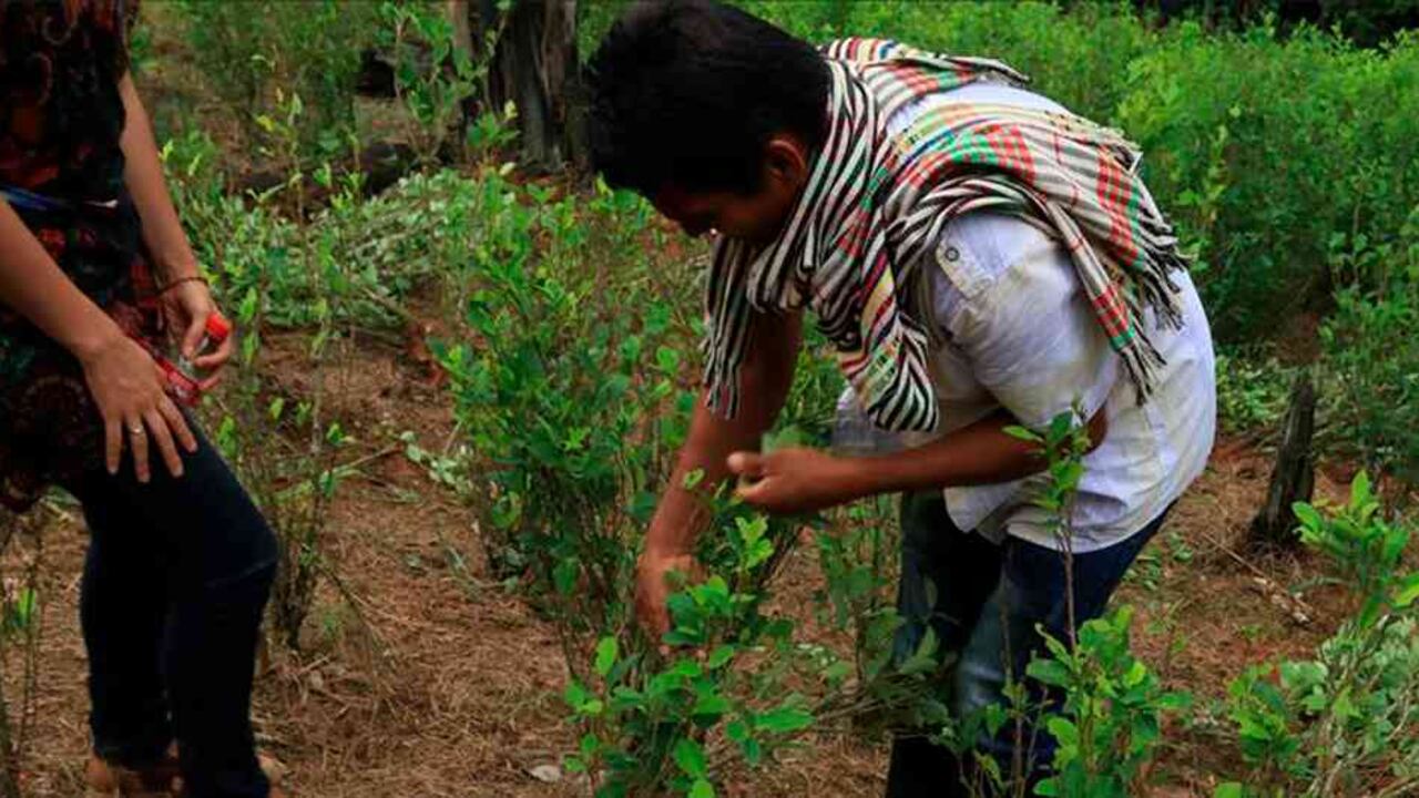 Campesinos erradicando manualmente cultivos de coca.