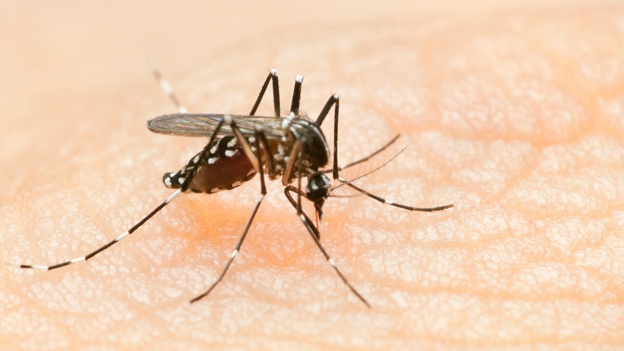 Santander enfrenta una situación alarmante por el brote de dengue; se lamenta la pérdida de tres vidas.