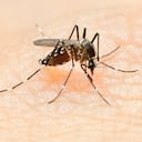 Se genera preocupación en Santander debido al brote de dengue; se reportan tres personas fallecidas.