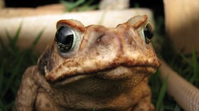 Más de cuatro décadas después, una investigación científica aporta pistas sobre la muerte de numerosas ranas.