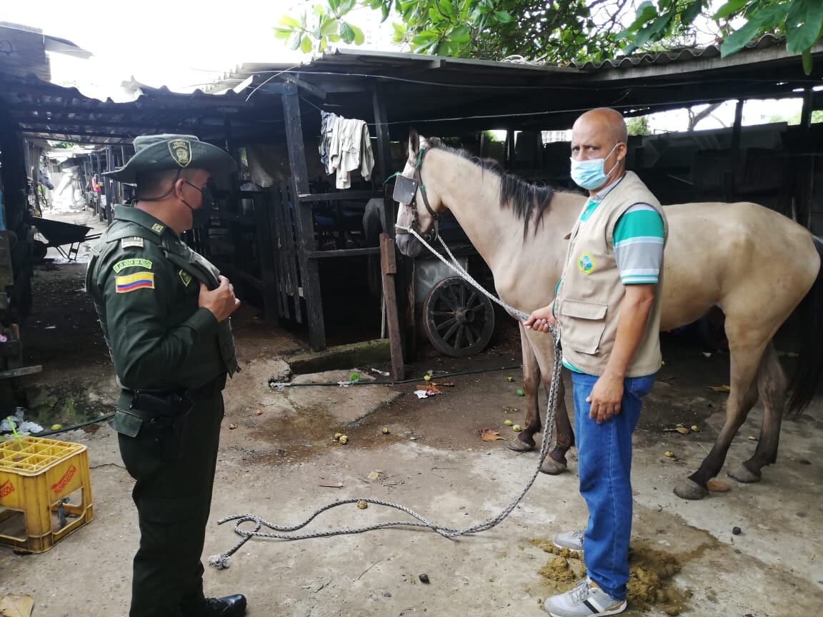 El estado actual del caballo llamado 'Signo Peso', es optimo.