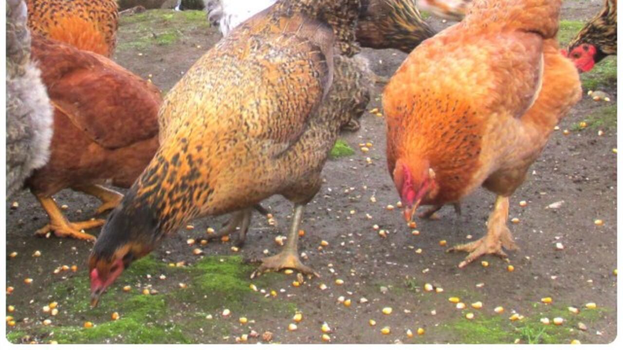 En Colombia el ICA tiene identificados 12 focos de gripe aviar.