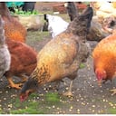 En Colombia el ICA tiene identificados 12 focos de gripe aviar.