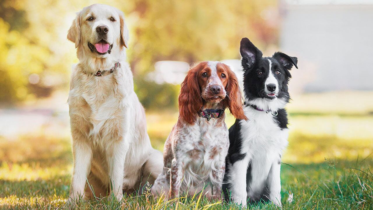 Programa ayuda a mascotas de familias vulnerables.