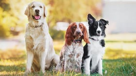 Del 2 al 12 de octubre la ciudad vivirá la XIV Semana Distrital de Protección y Bienestar Animal (PYBA) con una amplia agenda de actividades académicas, culturales y pedagógicas que buscan promover el respeto, el cuidado y la convivencia responsable con los animales.