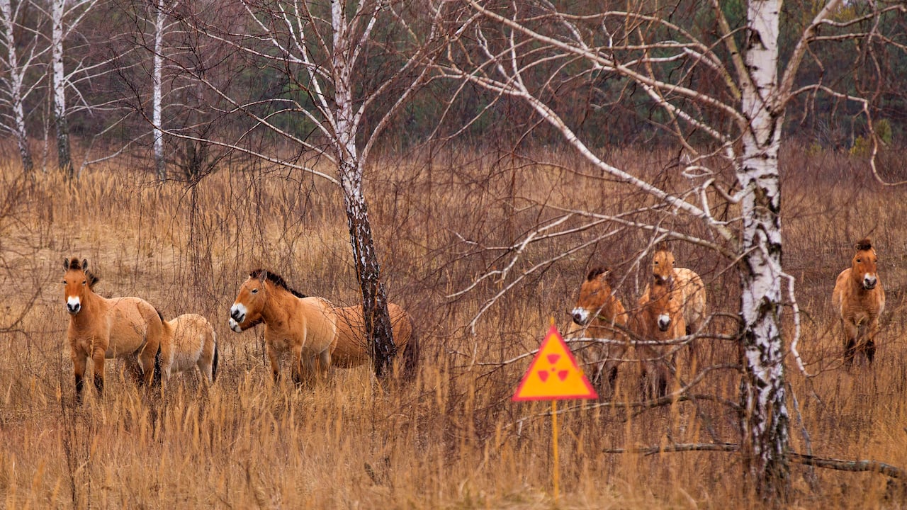 El caballo de Przewalski, que habitaba la zona de Chernóbil