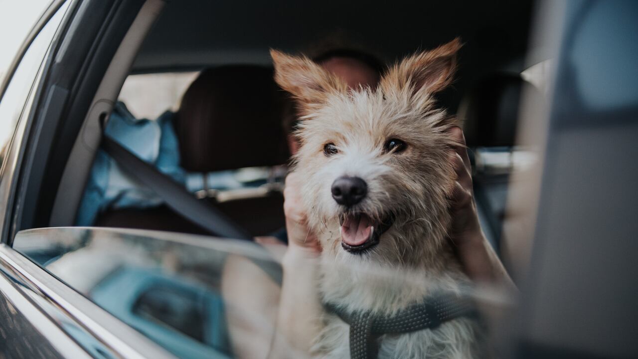 Perros en los carros.