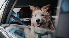 Perros en los carros.