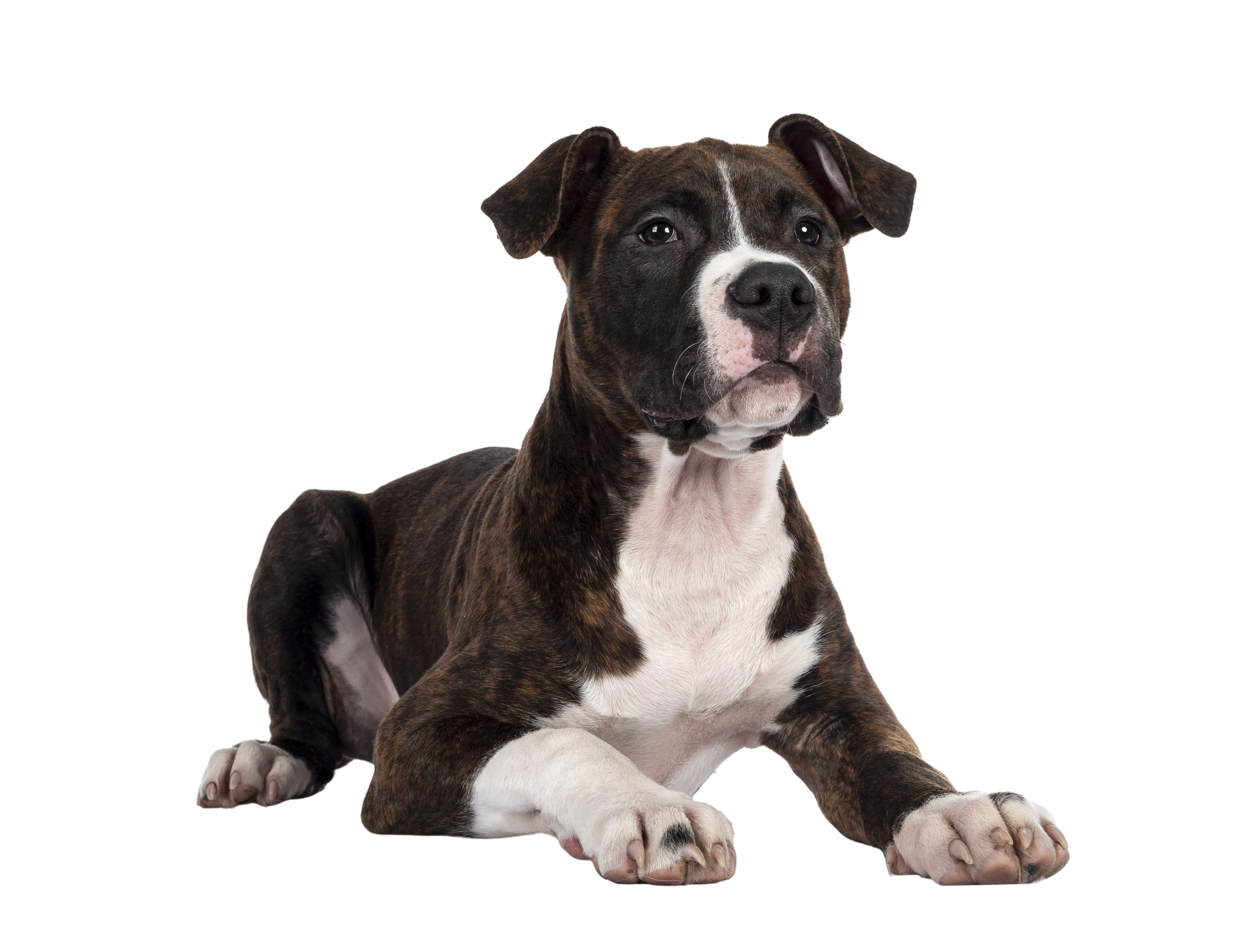 4 Patas, Perfil Pitbull