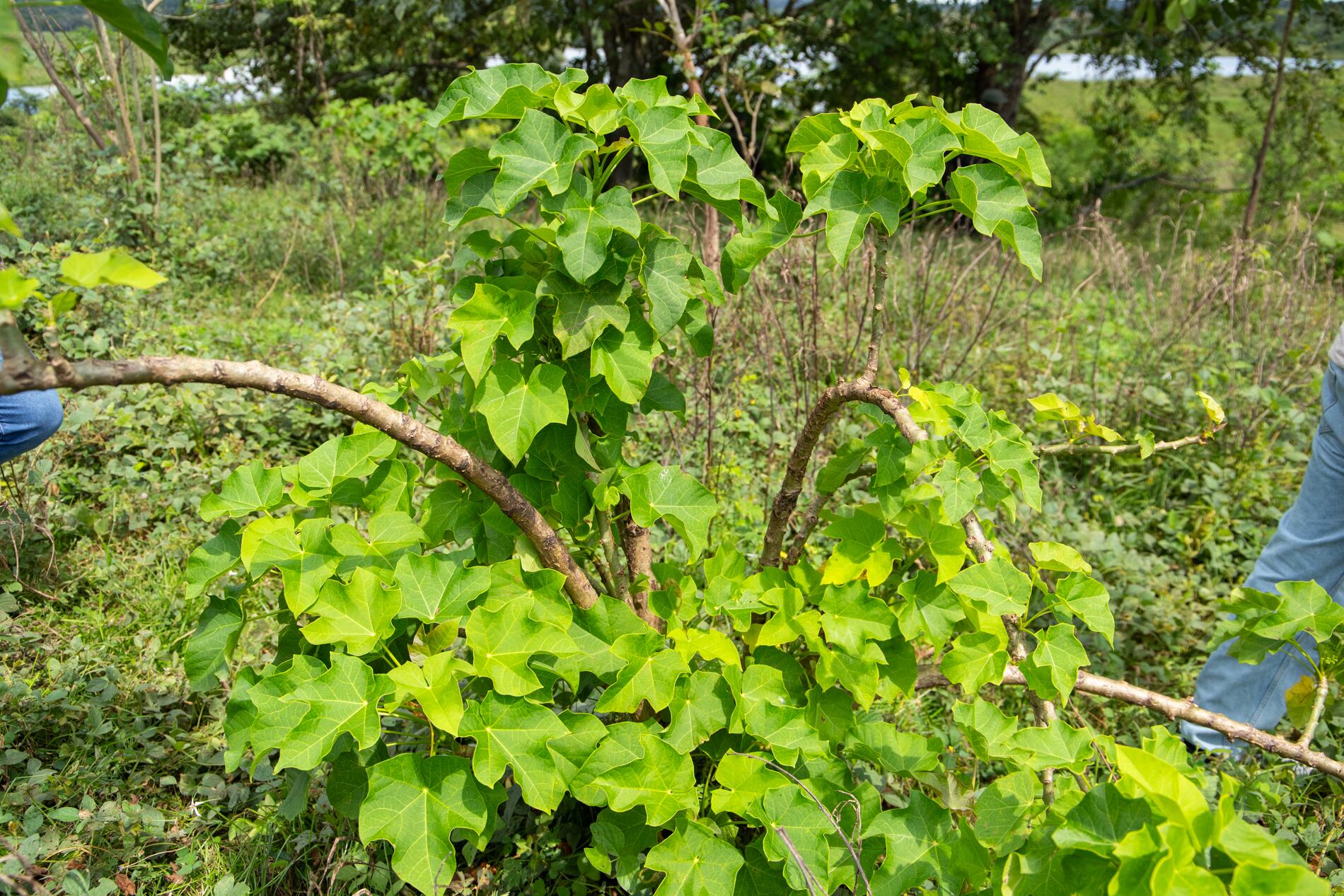 Campesinos del Bajo Cauca recuperan las tierras afectadas por la minería mediante procesos de fitorremediación.