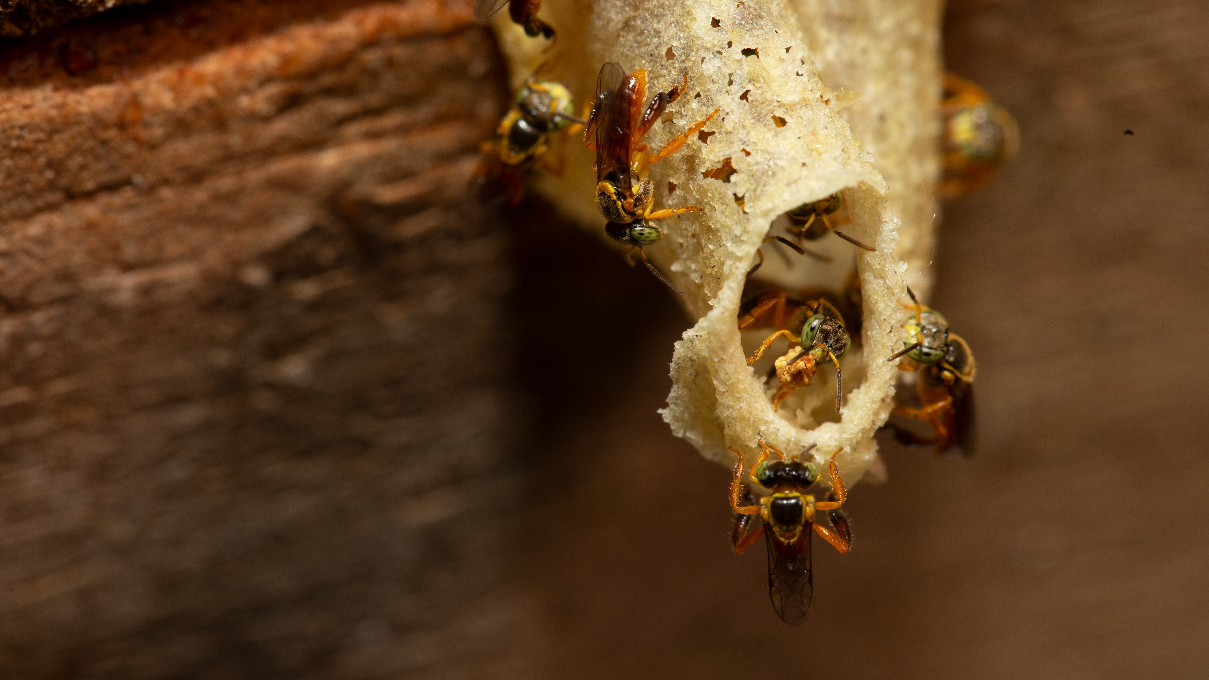Naturamazonas, una alianza que transforma la vida de las comunidades del Putumayo, Cauca y Caquetá