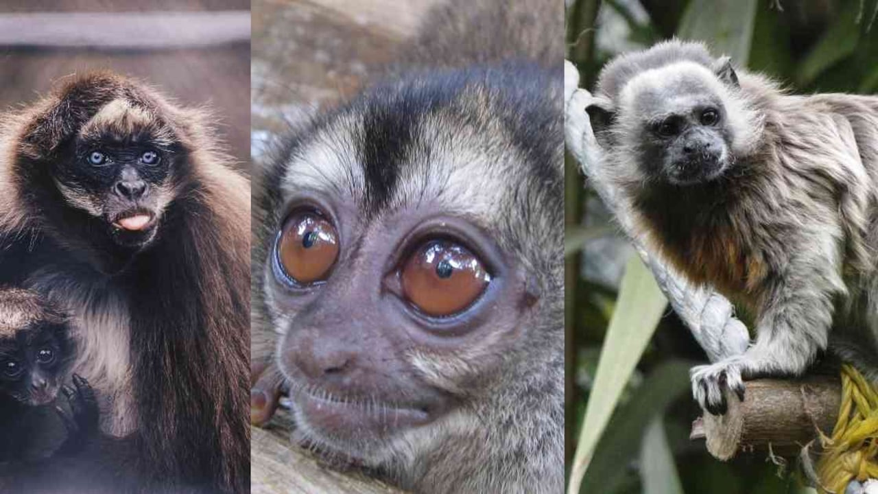 Las 38 especies de primates en Colombia están en riesgo por la deforestación. Fotos: Zoológico Santa Cruz, Julio Chacón e Instituto Humboldt.