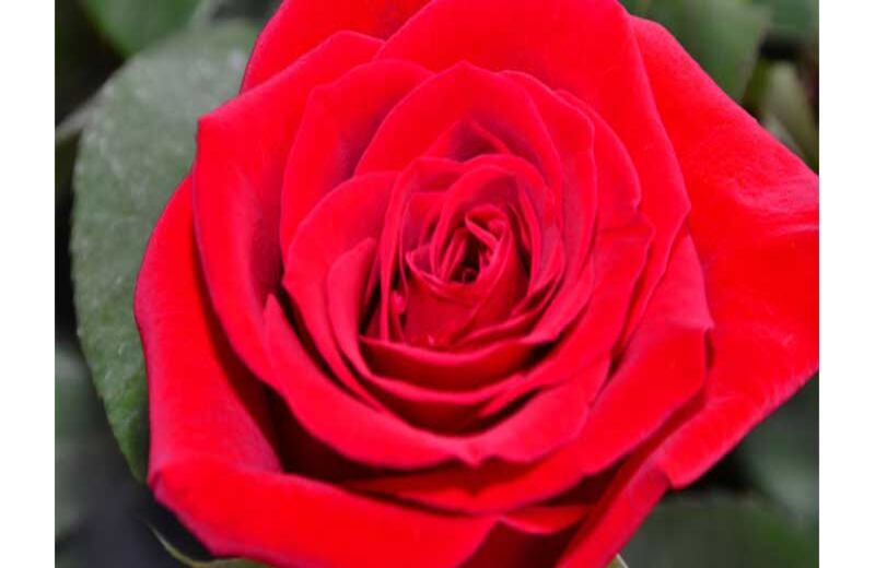 Rosa de Colombia (desde 2012). Foto tomada del sitio web de la SIC.