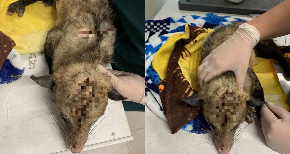 Zarigüeya murió luego de un ataque a machetazos en Medellín.