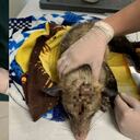 Zarigüeya murió luego de un ataque a machetazos en Medellín.