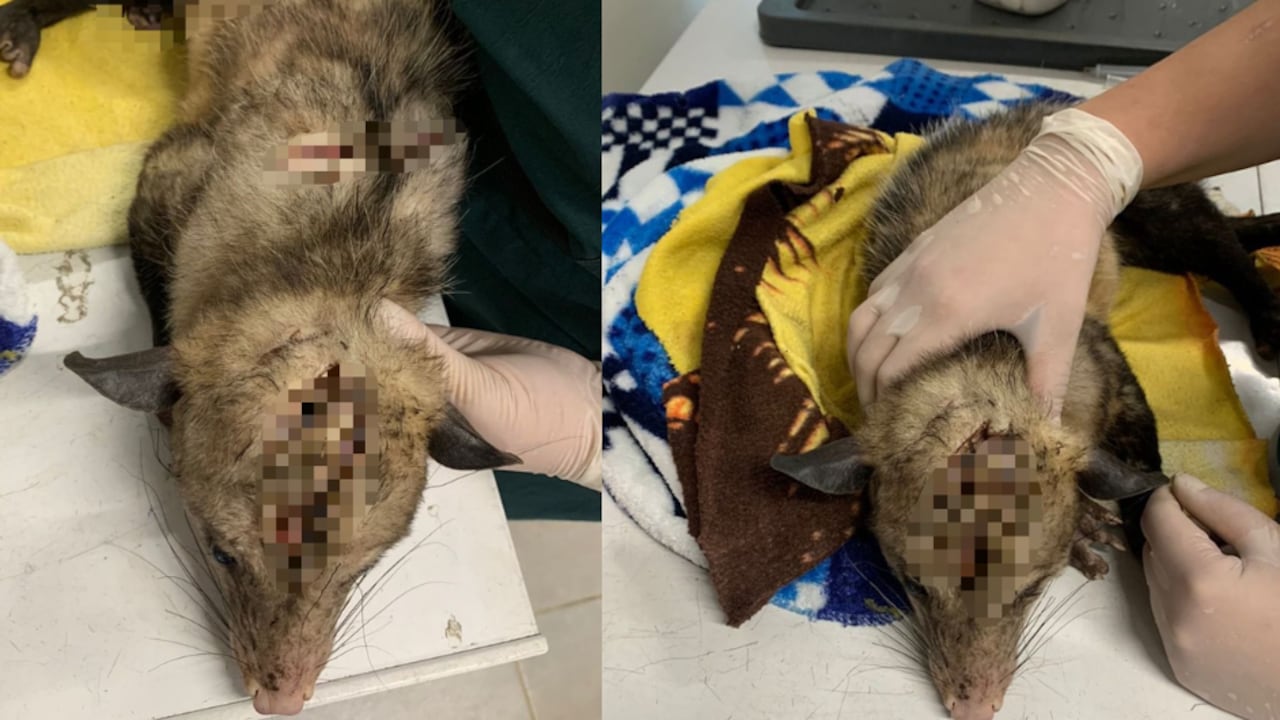 Zarigüeya murió luego de un ataque a machetazos en Medellín.