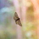 Ls polillas son atraidas por algunos alimentos.