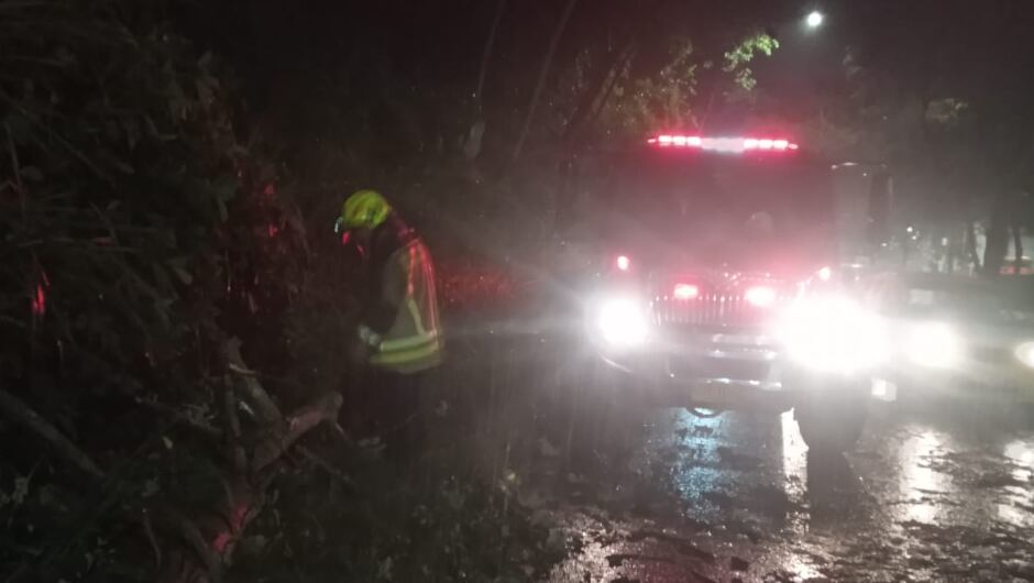 Caída de árboles en Bucaramanga.