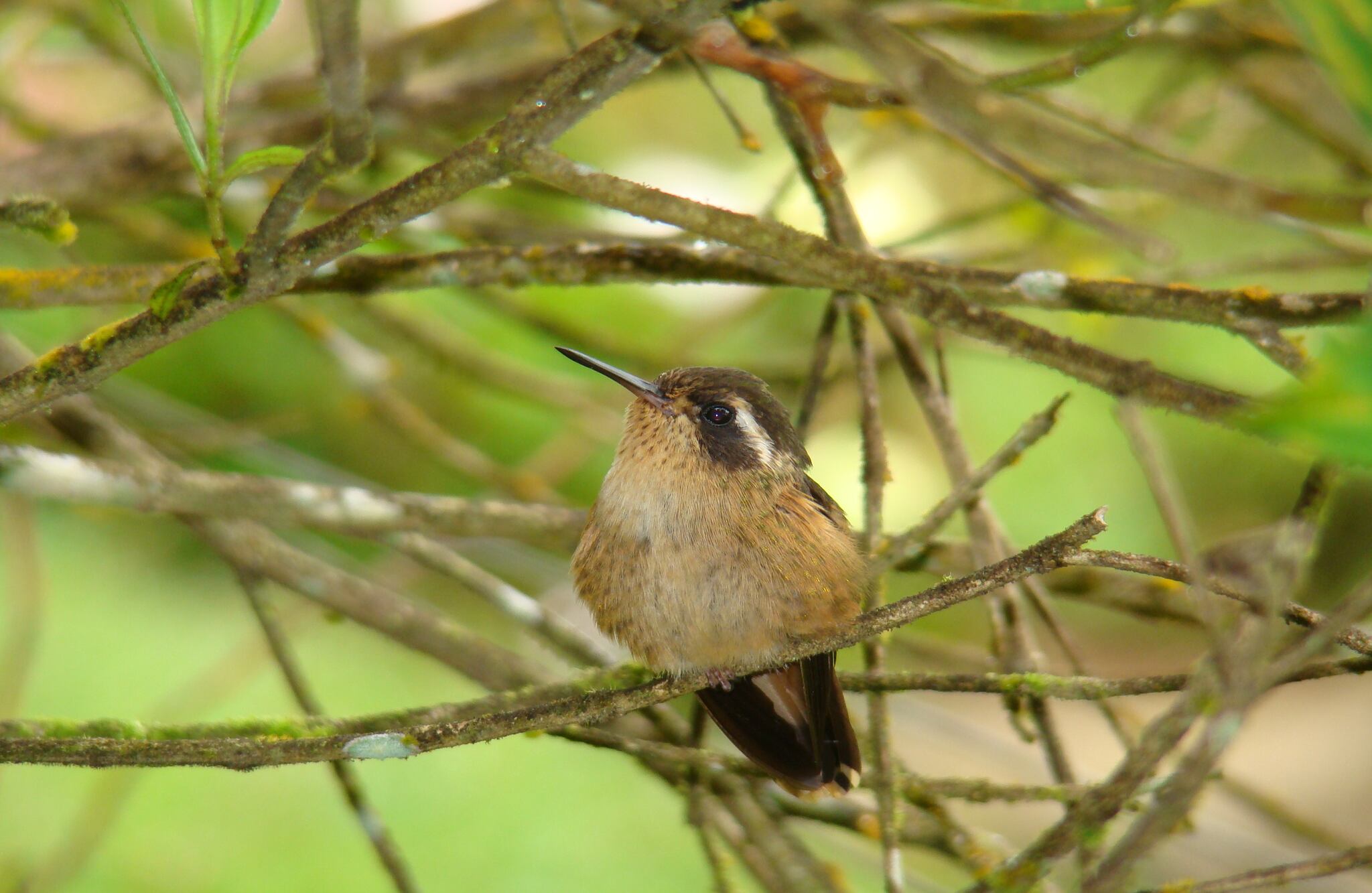 Más de 198 especies de aves, residentes y migratorias, habitan en el bosque de niebla de San Antonio. Aquí le contamos cómo reconocer algunas de las aves que se pueden avistar en este paraíso. La primera es el Colibrí Pechipunteado. Se caracteriza por su canto de tono bajo y un sonido parecido al de pequeñas piedras chocando. Aquí habitan junto a especies como la tangara multicolor, el mochuelo nuboselvático y el corcovado castaño, catalogadas como amenazadas a nivel mundial. Foto Carlos Mario Wagner Wagner