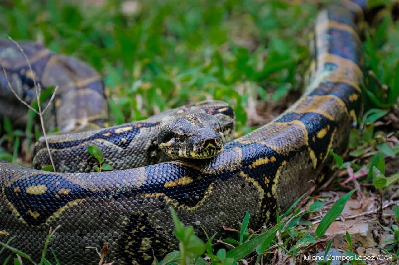 La boa constrictora fue hallada por un campesino en Fusagasugá, cerca a Bogotá.