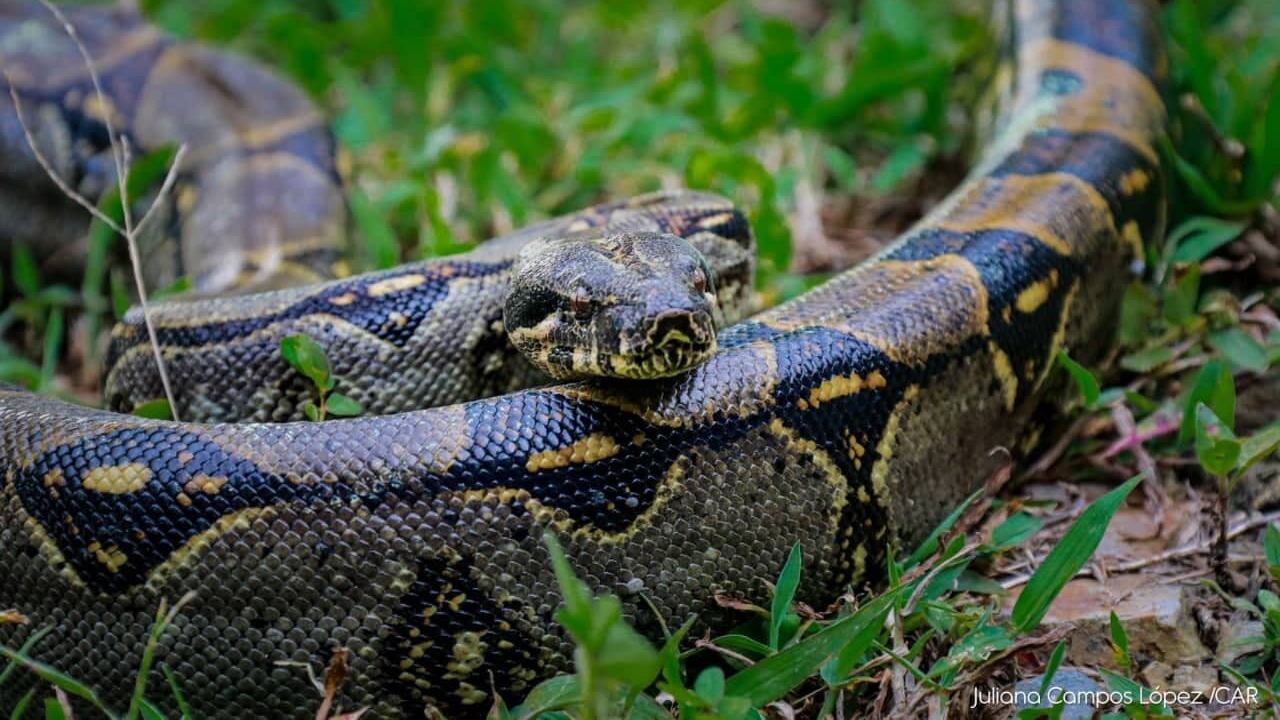 La boa constrictora fue hallada por un campesino en Fusagasugá, cerca a Bogotá.