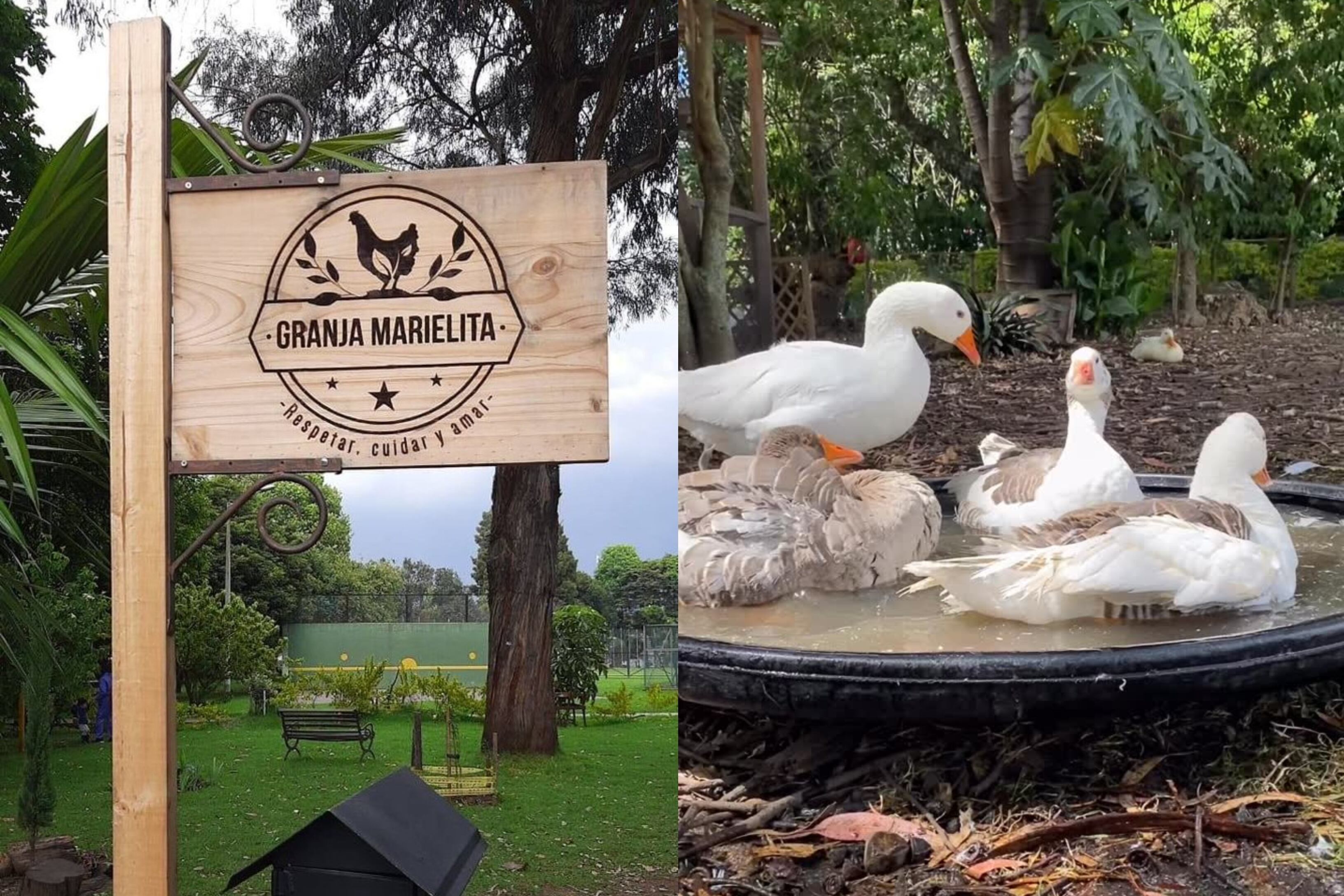 Senadora denuncia inminente desalojo de santuario animal en Bogotá