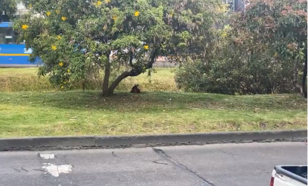 Venado hallado en la calle 127