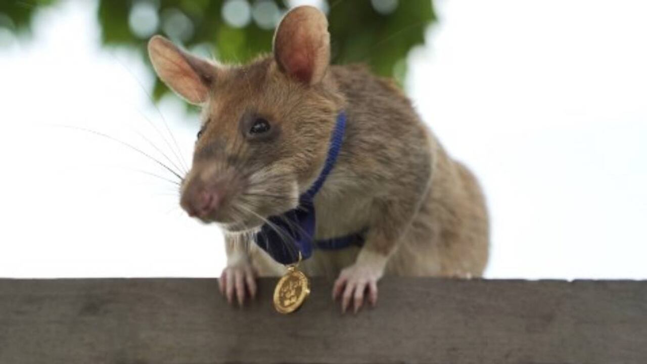 Magawa, la rata gigante africana que detecta minas terrestres, recibió una medalla de oro por su valentía y servicio. Foto: HANDOUT / PDSA / AFP