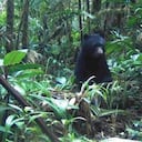 CAR Cundinamarca logra nuevos registros de oso andino en Manta mediante monitoreo comunitario.