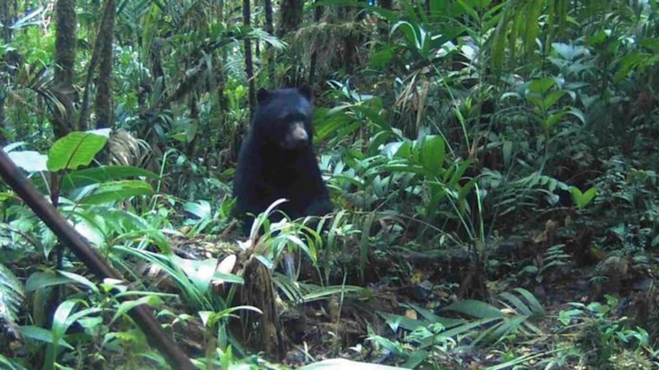 CAR Cundinamarca logra nuevos registros de oso andino en Manta mediante monitoreo comunitario.