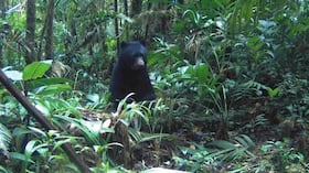CAR Cundinamarca logra nuevos registros de oso andino en Manta mediante monitoreo comunitario.