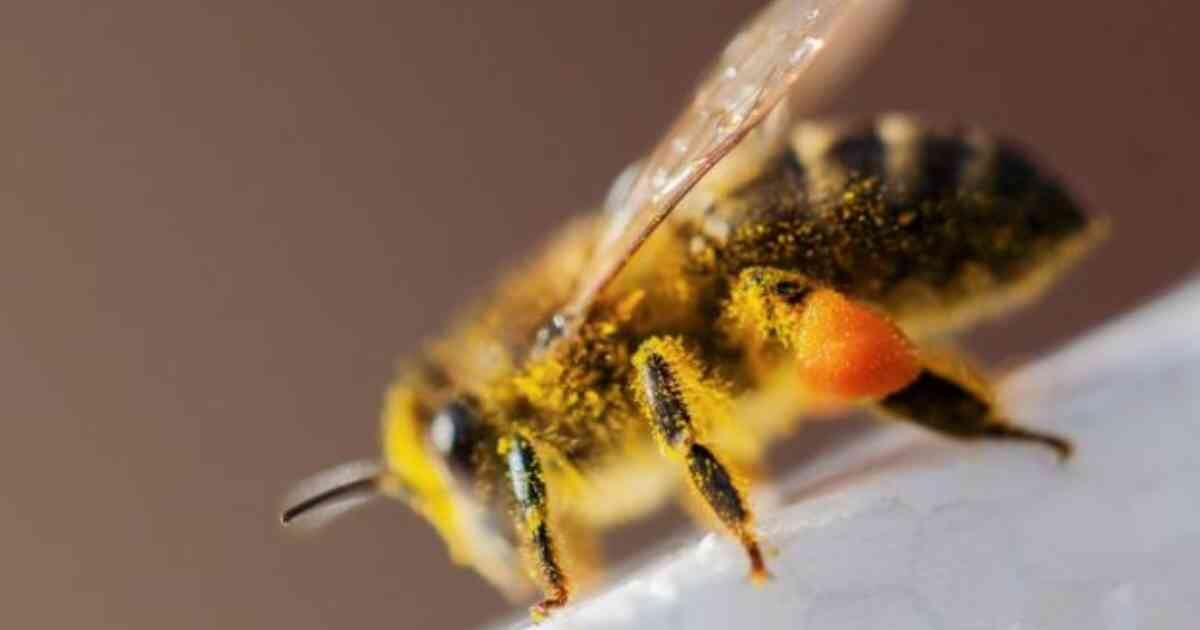 Las abejas son pacíficas, pero si se les agita se pueden poner muy agresivas. 