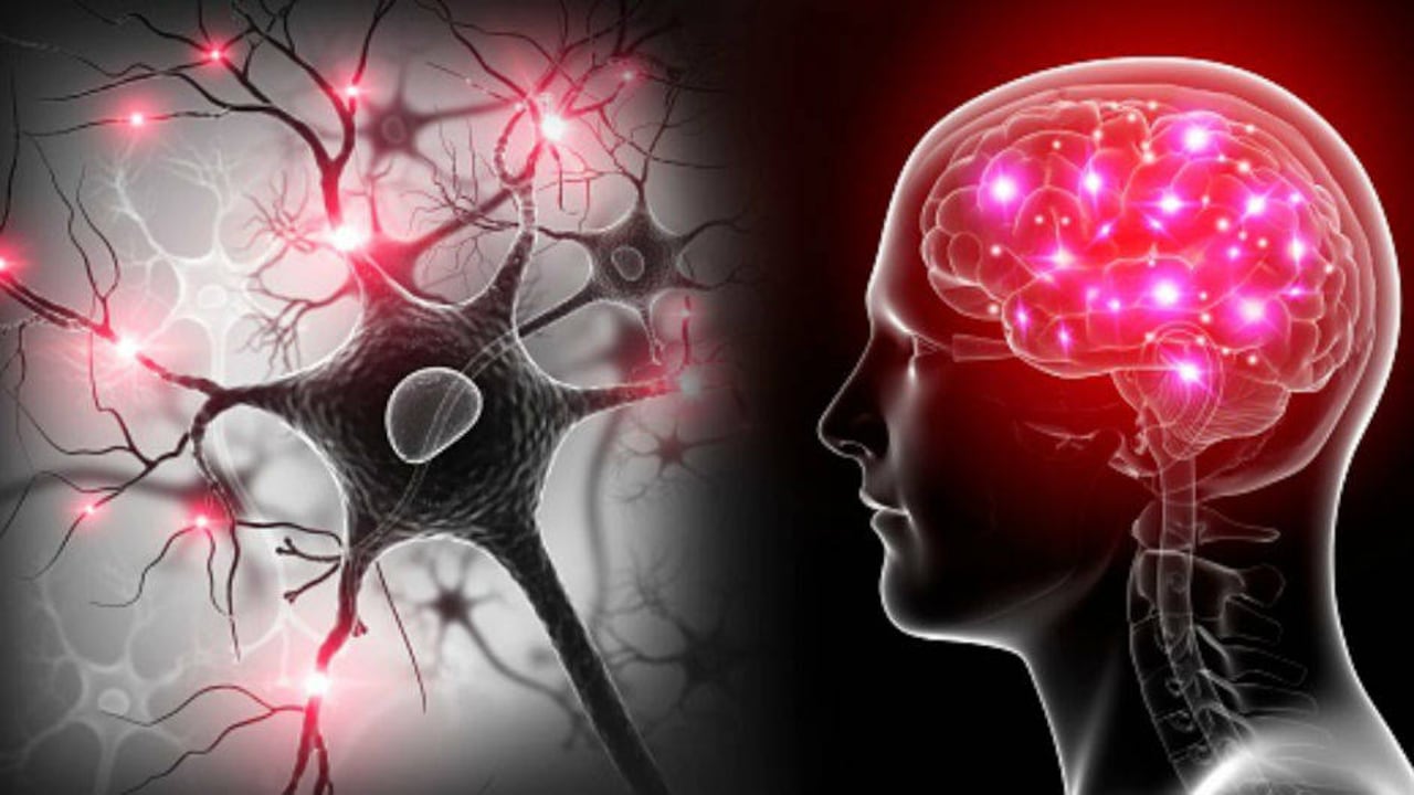 A partir de masa de cerebro creada en el laboratorio, científicos identifican las diferencias entre el cerebro humano y el de los chimpancés y gorilas. Foto: Getty
