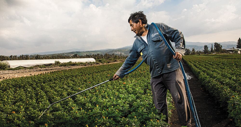 Cuatro meses pasa Martín Telésforo cultivando el cempasúchil para que esté listo para la celebración del Día de los Muertos