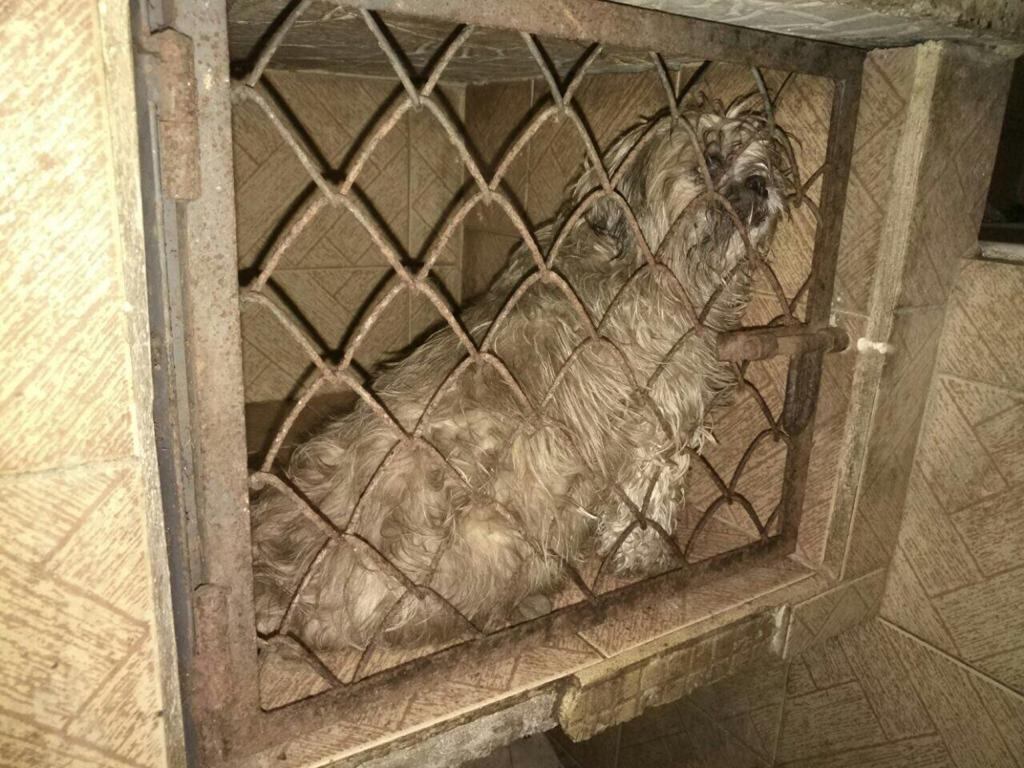 Descubren criadero ilegal en una veterinaria del sur de Bogotá