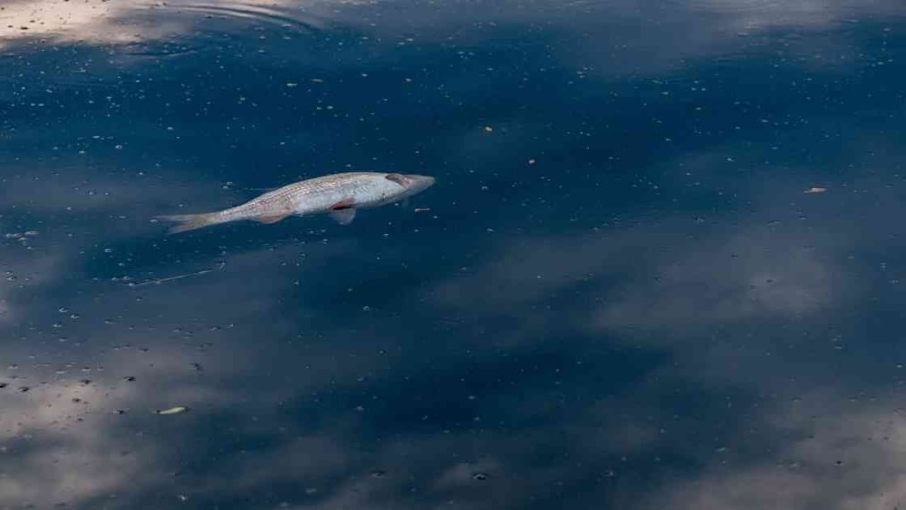 La falta de oxígeno en el agua que produce el aceite diluido puede causar la mortandad de peces y otras especies. Foto: Pixabay.