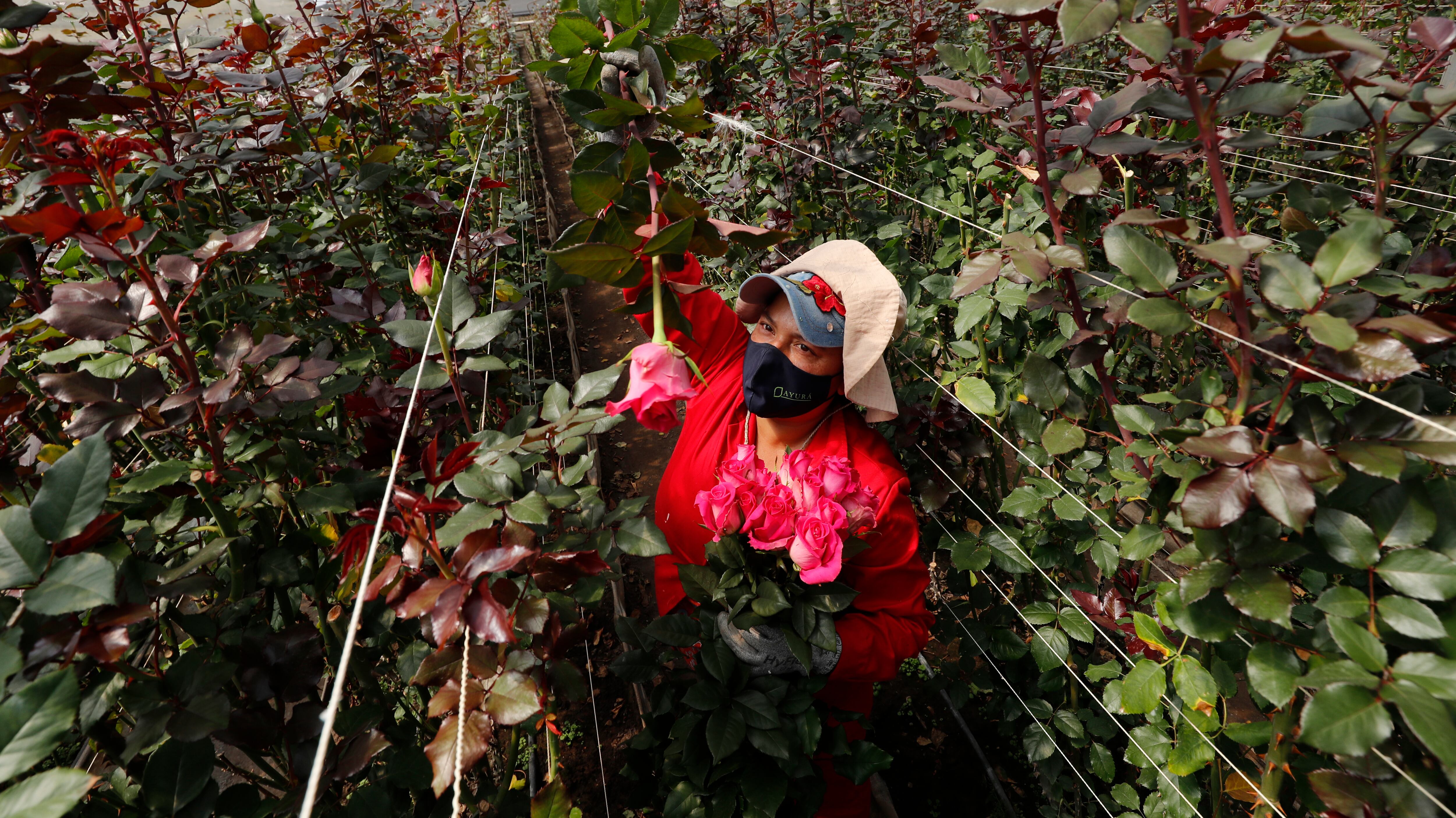 Flores para san valentín