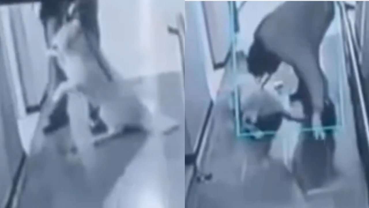 La mascota fue trasladada a un centro de bienestar animal.