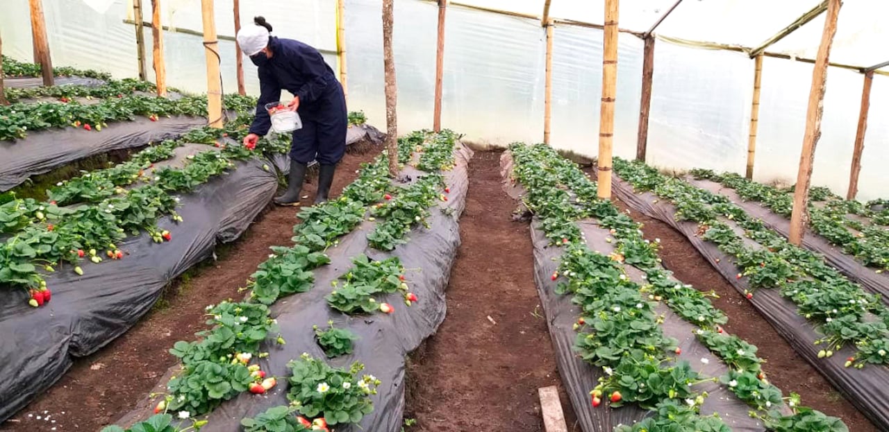 Los proyectos con excombatientes hacen parte del apoyo que brinda el Programa Mundial de Alimentos al Gobierno Nacional en sus esfuerzos por la consolidación de la paz en el país. Foto: WFP
