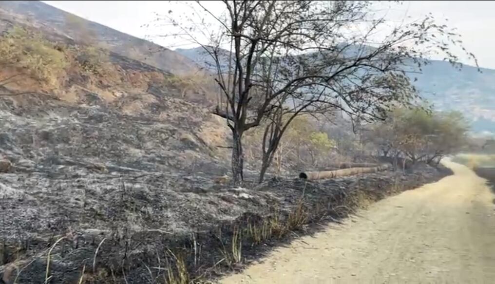 La vegetación quedó reducida a cenizas.