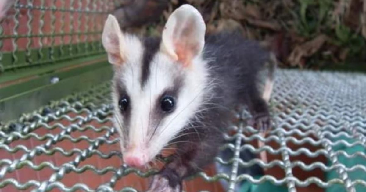 La ciudadanía sigue atacando a la zarigüeya.